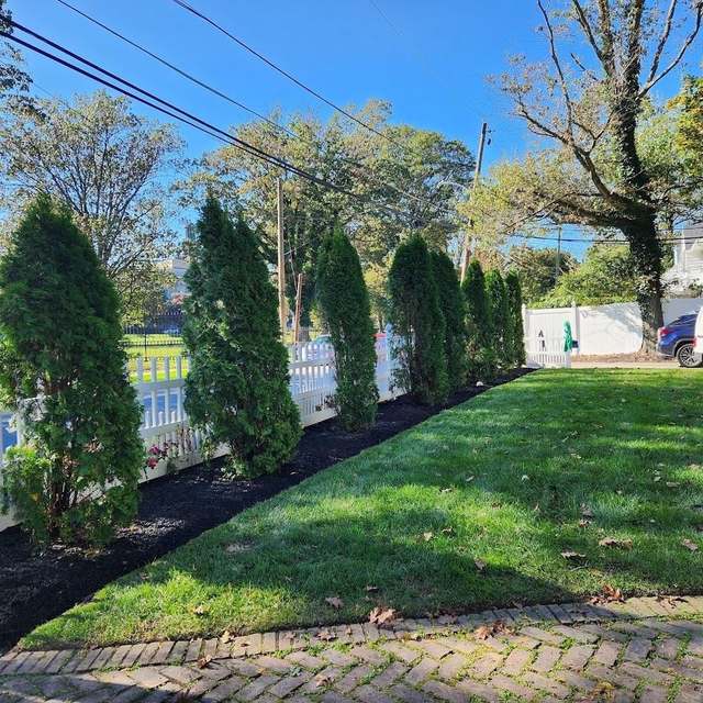 A row of arborvitae in a mulched bed along a white picket fence, with a fresh lawn and a brick edge in front.
