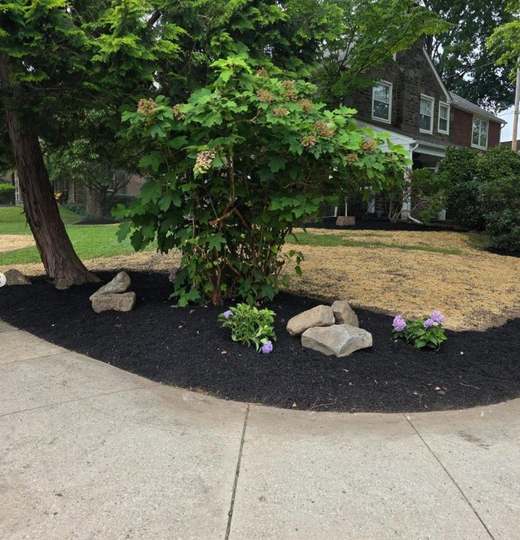A freshly mulched corner bed with hydrangea, fieldstone boulders and new plantings, curving around a tree at the edge of a lawn.
