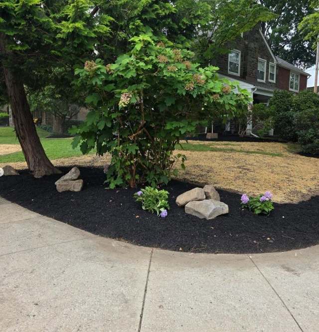 A freshly mulched corner bed with hydrangea, fieldstone boulders and new plantings, curving around a tree at the edge of a lawn.
