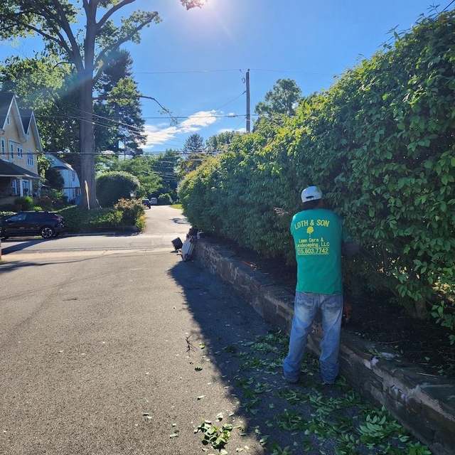 A Loth & Son crew member in a branded work shirt trimming a tall hedge above a stone wall along a residential street.