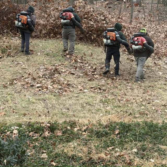 Four crew members with backpack blowers clearing fallen oak leaves from a lawn at the edge of a woodline in late autumn.