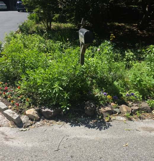 Before: an overgrown bed at the end of a driveway, with a mailbox lost in the planting and the stone edge buried.
