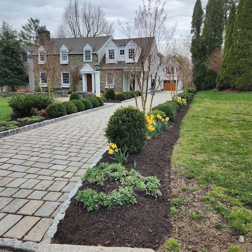 A long mulched bed of boxwood and daffodils running between a paver driveway and a lawn, toward a stone house.