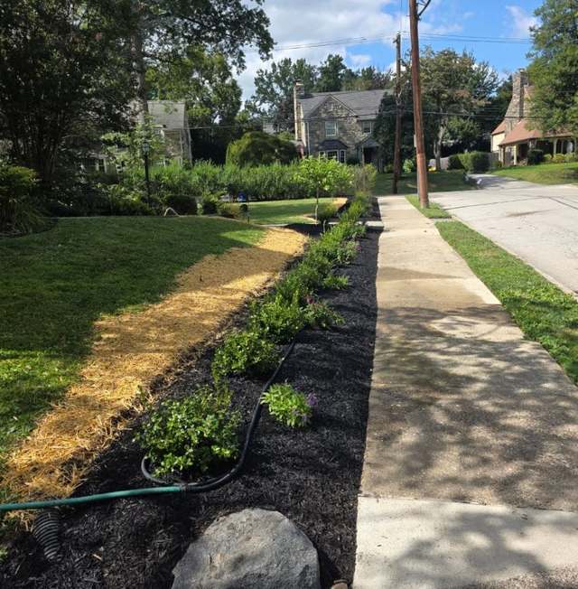 A narrow planting strip between a sidewalk and a lawn, freshly mulched with new low plantings and a fieldstone at one end.