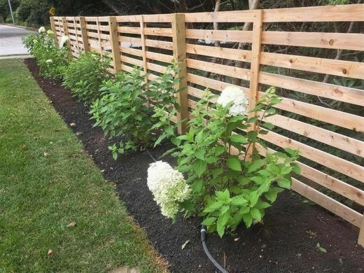 A freshly mulched bed of white hydrangeas planted along a horizontal wood slat fence, with a lawn in front.